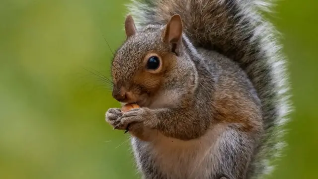 'Video thumbnail for What Do Squirrels Eat? A Guide to Their Diverse Diet'
