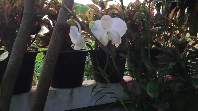 'Video thumbnail for 11 Easy Tips for Thriving Orchids: From Novice to Expert'