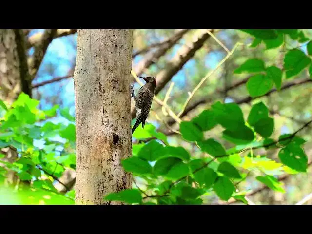 Video thumbnail for Rhythms of the Forest — A Woodpecker in 4K UHD