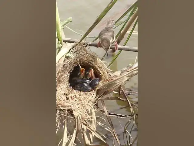 Video thumbnail for Bird Cries Eat Food #birds #shortsviral #bikelover #trending