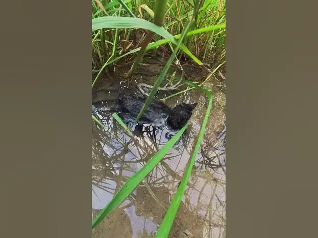 Video thumbnail for White Duck of Forest #Ornithology #Nature #Biodiversity #Eggceptional #Eggstraordinary #Eggsplore