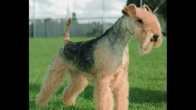 Video thumbnail for Origin of the Lakeland Terrier