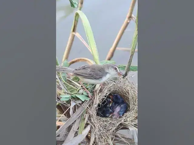 Video thumbnail for Feed Babies Bird  #birdparenting #birdwatching #nature #birdparents #birdspotting #birds #birdwatch
