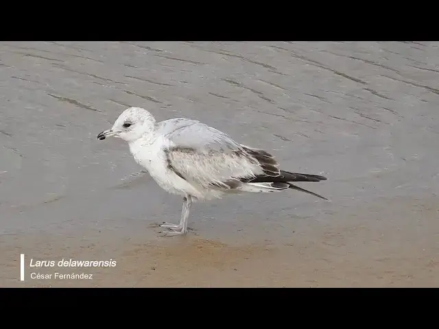 Video thumbnail for Gaviota de Delaware (Larus delawarensis)