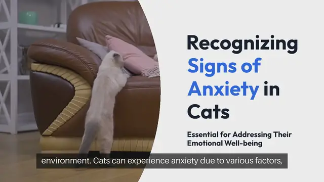 Video thumbnail for Signs of Anxiety in Cats
