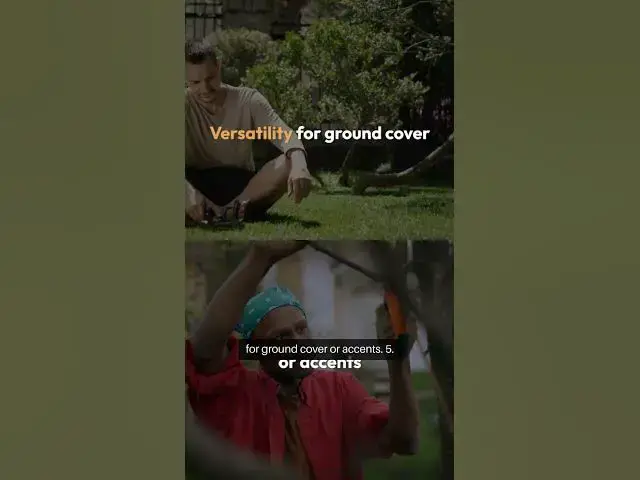 Video thumbnail for Evergreen Garden Essentials  #GardenEssentials #Boxwood #DwarfSpruce #Holly #Juniper  #facts #soil