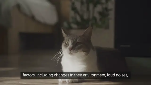 Video thumbnail for Cat Anxiety Relief Techniques