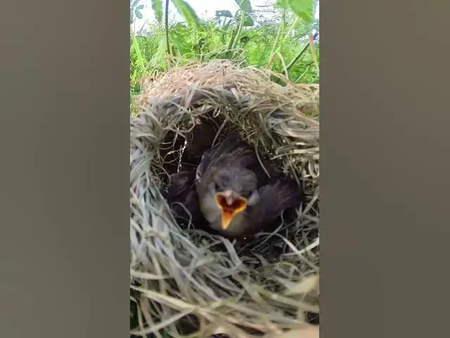Video thumbnail for Bay Grown Sparrow #Ornithology #Nature #Biodiversity #Eggceptional #Eggstraordinary #Eggsplore