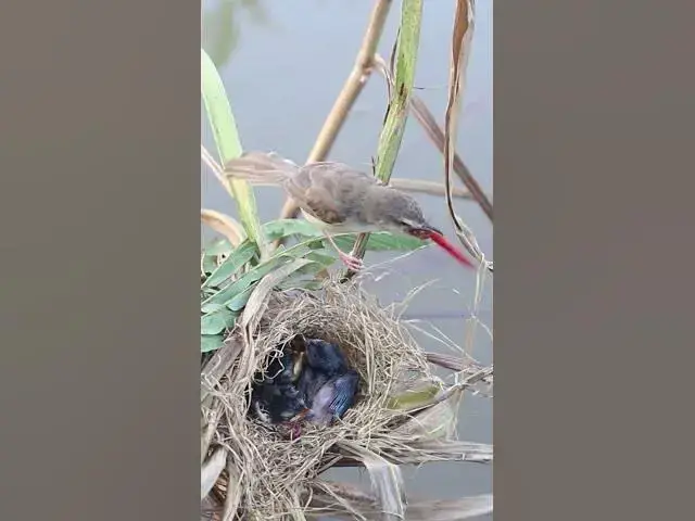 Video thumbnail for Baby Greater coucal Birds Very hungry in Nest EP#037 #birds #beautifulbird #wildlife #birdspecies #n