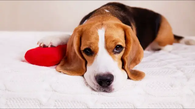 Video thumbnail for Beagle Care: Health and Feeding