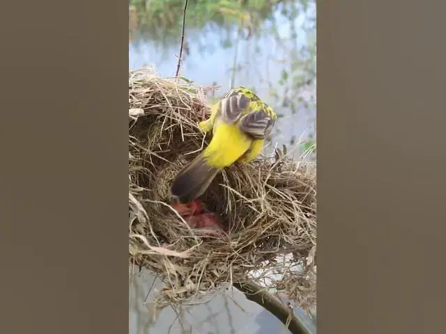 Video thumbnail for Female Yellow Bird Making Nest  #birdhome #birdnestandbaby  #nest #birds #birdnest #wildlife  #natur
