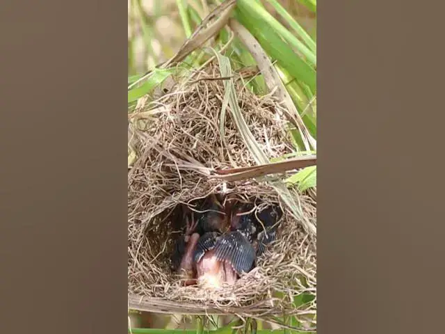 Video thumbnail for Babies Grown Bird Eating Food EP#314 #Babybird #feeding #babybird #shorts ##birds #birdslover #finc