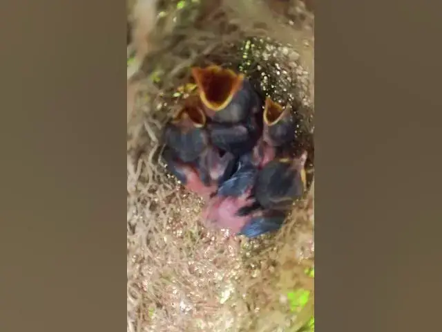 Video thumbnail for Babies Bird Sleep in Nest  #babyanimal #birdlife #babybird #wildlife #birdnest #animals #nature