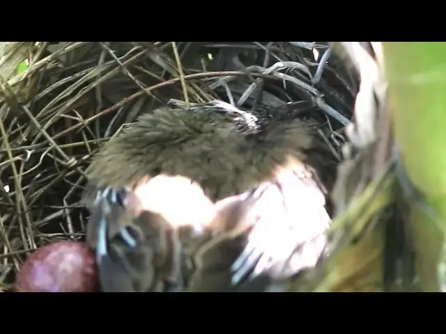 Video thumbnail for Peacock Feed Baby raising in Nest  // Mother Peacock Birds Feed Baby raising in Nest
