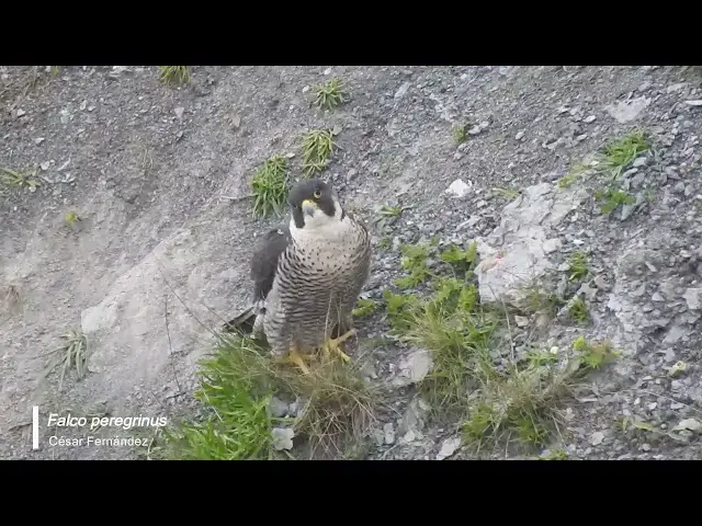 Video thumbnail for Halcón peregrino (Falco peregrinus)
