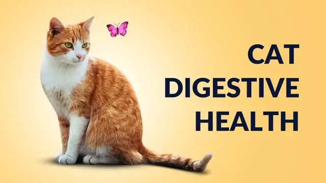 Video thumbnail for Cat Digestive Health