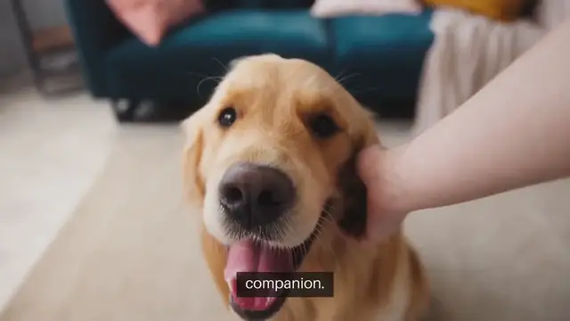 Video thumbnail for Choosing a Pet That Suits Your Lifestyle