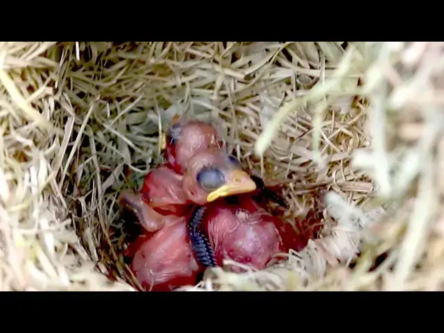 Video thumbnail for Tiny Sparrow Chick Receives Care from Devoted Parent    @ViralBirdNest