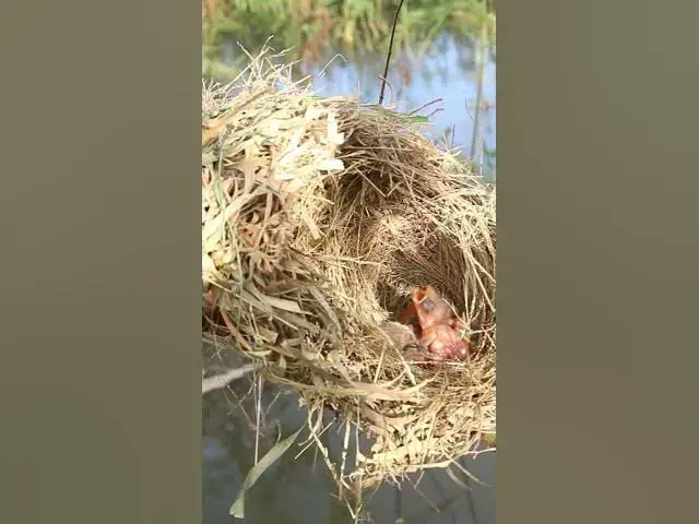 Video thumbnail for Female Bird yellow Feed  #birdhome #birdnestandbaby  #nest #birds #birdnest #wildlife  #nature #baby
