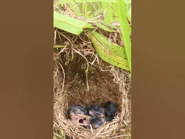 Video thumbnail for Wild Babies Bird #BabiesBird  #Feedigbirds #nature #shortvideo #viralvideo #birds #birdspecies
