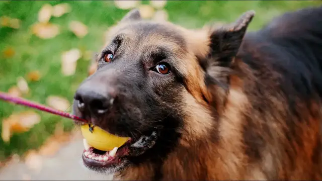 Video thumbnail for How to Train a German Shepherd