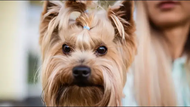 Video thumbnail for Yorkshire Terrier: Frequently Asked Questions