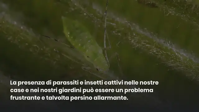 Video thumbnail for Soluzioni naturali: Come eliminare gli insetti cattivi senza insetticidi