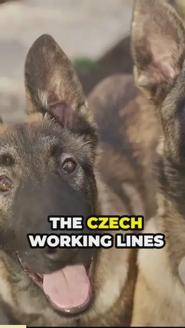 Video thumbnail for Czech working lines_ compact and energetic