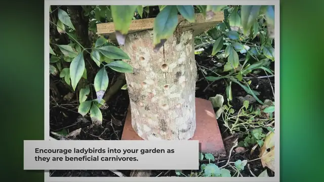 'Video thumbnail for DIY Ladybird House: Attract Ladybirds'