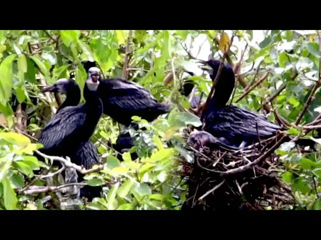 'Video thumbnail for កូនសត្វយំខ្លាំង រងចាំស៊ីចំណីក្នុងសំបុក'