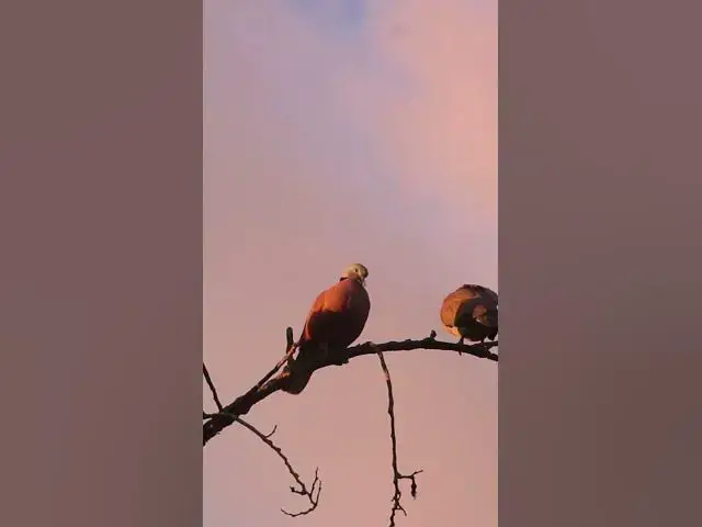 Video thumbnail for Two Dove Bird wild bird ep.044 #birds #nature #nest #birdnest #birdslover #birdeggs #birdsounds