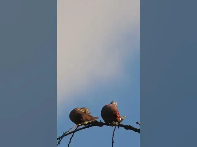 Video thumbnail for Female & Male  Dove Love ep.0005  #birds #nature #nest #birdnest #birdslover #birdeggs