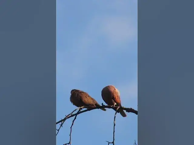 Video thumbnail for Wild Top  Dove Love ep.0013  #birds #nature #nest #birdnest #birdslover #birdeggs