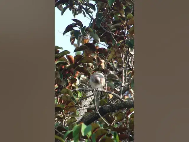 Video thumbnail for Two Dove Bird wild bird ep.051 #birds #nature #nest #birdnest #birdslover #birdeggs #birdsounds