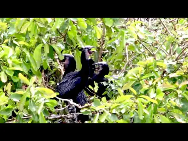 'Video thumbnail for កូនក្អែកយំខ្លាំងណាស់ ដោយសារឃ្លានចំណី'
