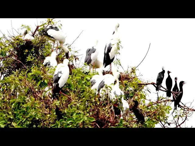 Video thumbnail for Area wild crane bird with black bird