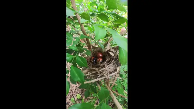 Video thumbnail for Amazing Wild Bird on Nest  #babybird #dove #dovebird #nestbird #shortbird #nestdove #birdeat #birdfeed