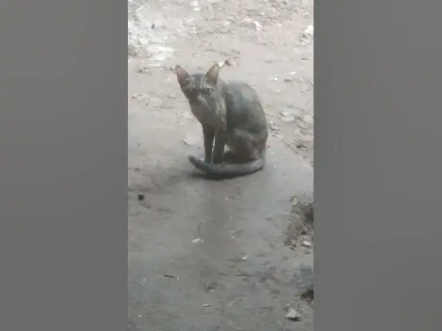 Video thumbnail for Cray Babies Wild Cat EP.051 #cat #shortcat #catchcatch #bitcat  #animals #cute #catlover  #cutecat