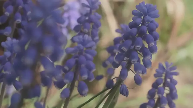 Video thumbnail for Grape Hyacinth: The Tiny, Colorful Wonder of Spring