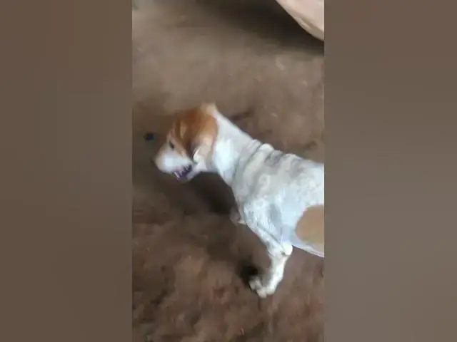 Video thumbnail for Cat & Dog Playing with 3   #cat #shortcat #catchcatch #bitcat  #animals #cute #catlover  #cutecat