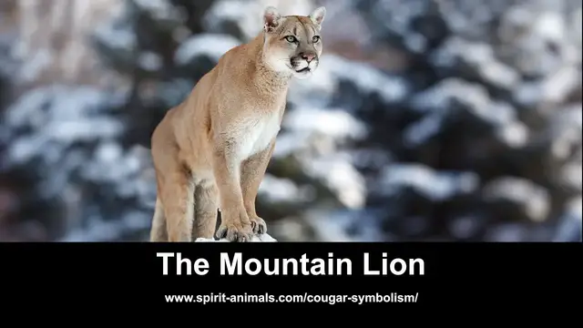 Video thumbnail for Mountain Lions