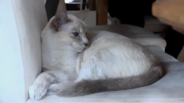 'Video thumbnail for 10 Ways Cats Secretly Say ‘I Trust You'