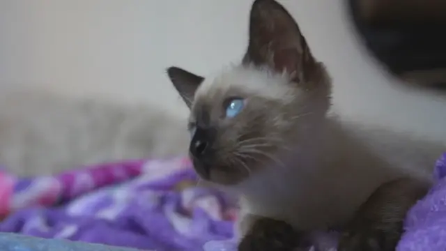 'Video thumbnail for Understanding the Siamese Cat Personality: A Deep Dive into Their Unique Traits'