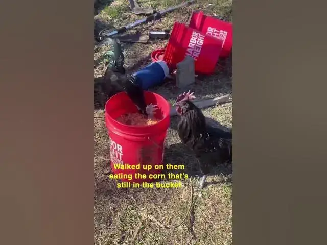Video thumbnail for That’s part of what it’s there for anyway 😂 #Chickens #Corn #ChickenFarmers #Group7