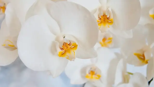 'Video thumbnail for How to Repot an Orchid: A Step-by-Step Guide for Healthy Growth'