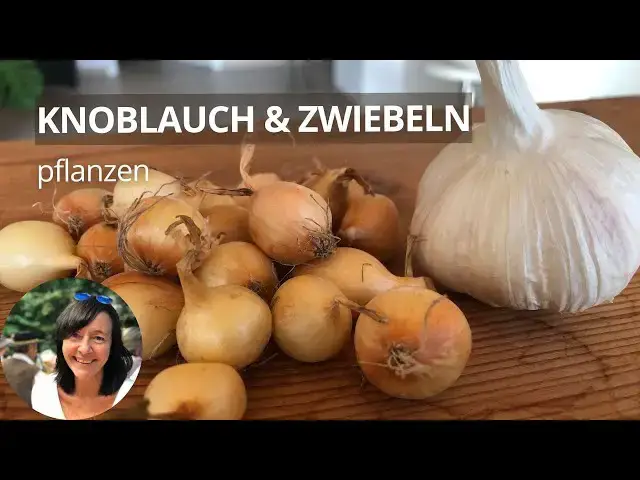 'Video thumbnail for So pflanze ich Knoblauch & Zwiebeln im Herbst - im Topf'