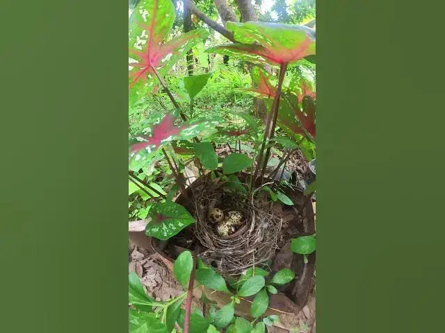 Video thumbnail for Cute Nest Of Egg Bird  #birds #nature #shortvideo #viralvideo #birds #farming #wildlife #farmingbird