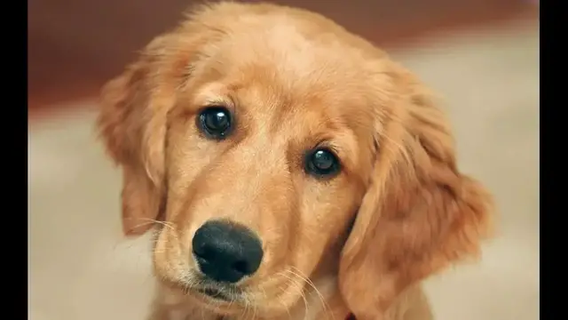 Video thumbnail for 23 Pros and Cons of Owning a Golden Retriever