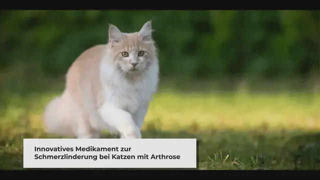 'Video thumbnail for Solensia: Revolutionäre Schmerzlinderung für Katzen mit Arthrose'