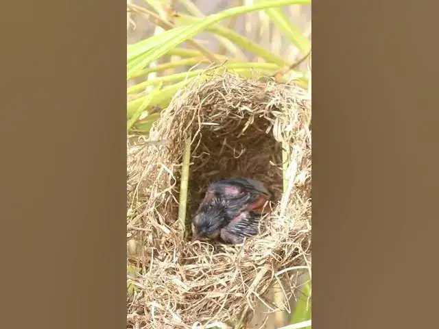 Video thumbnail for Top Bird Life in Nest #Wildbabbler #newbornkids #viral #trending #shorts #short  #birdwatching